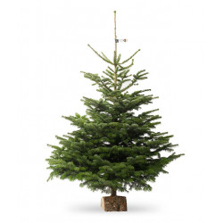Nordmann diamant 80/100 CM