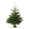 Nordmann diamant 80/100 CM