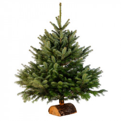 Nordmann diamant 60/80 CM