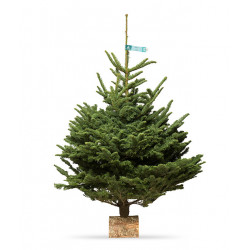 Nobilis 175/200 CM