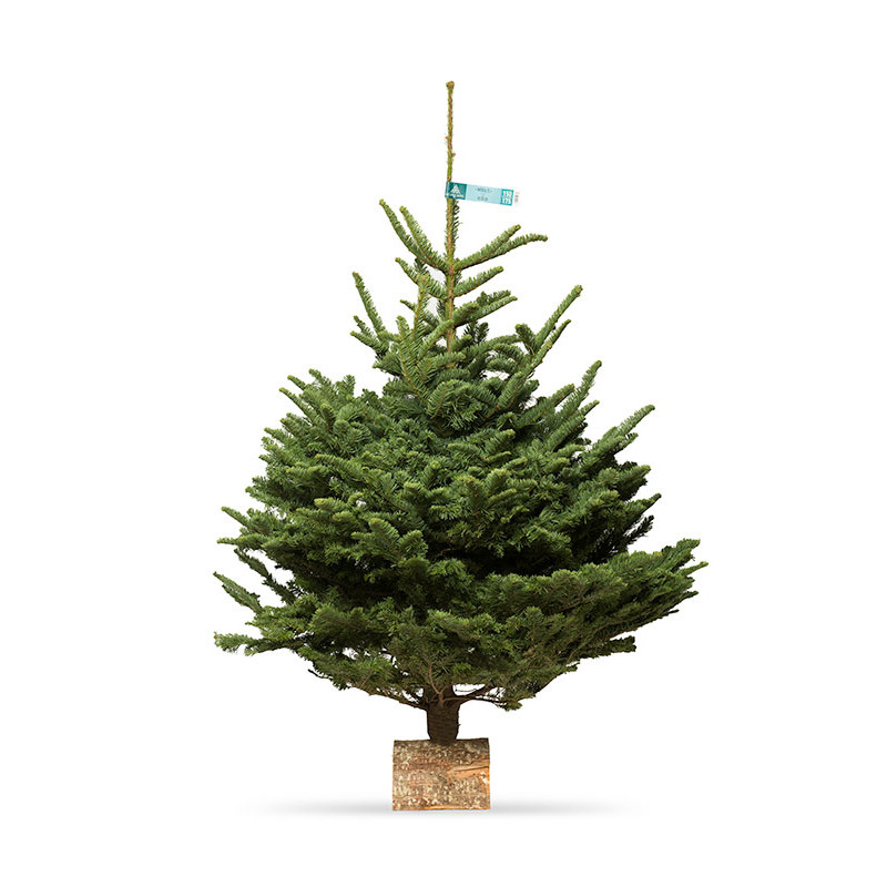 Nobilis 150/175 CM