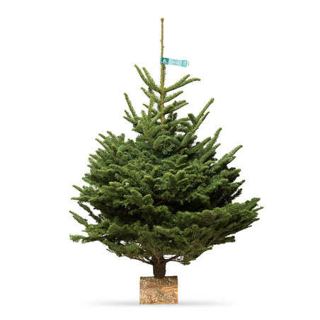 Nobilis 125/150 CM