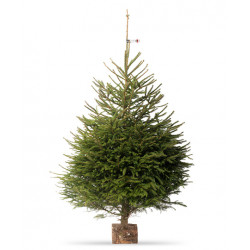 Épicéa 150/200 CM