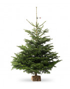 Votre sapin d'une qualité supérieur