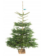 Sapin Nordmann premier choix
