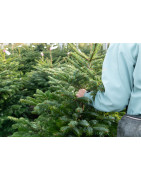 Sapin Nordmann 1er choix livraison pas cher